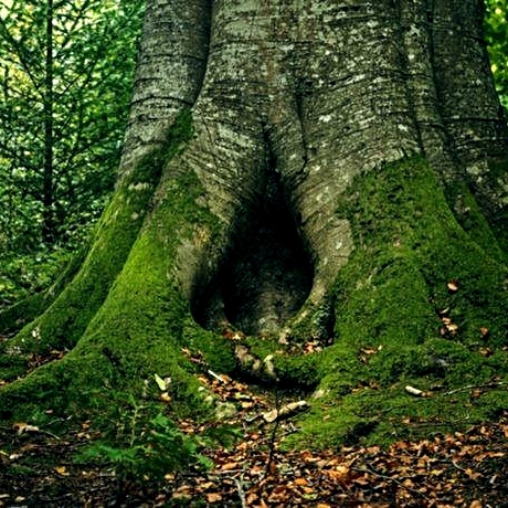 Il tamburo sciamanico Foto di albero cavo